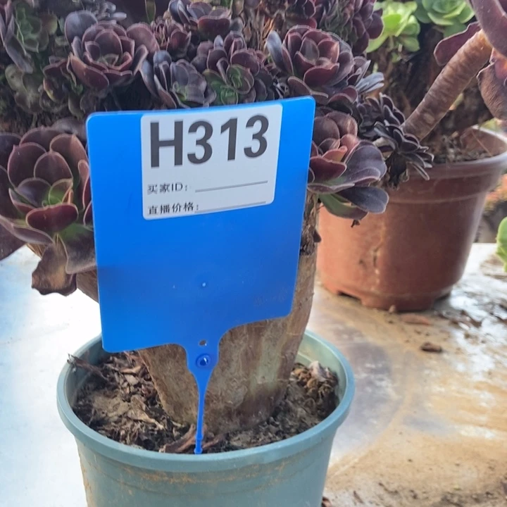 梵***陌H313欧子缀化老桩