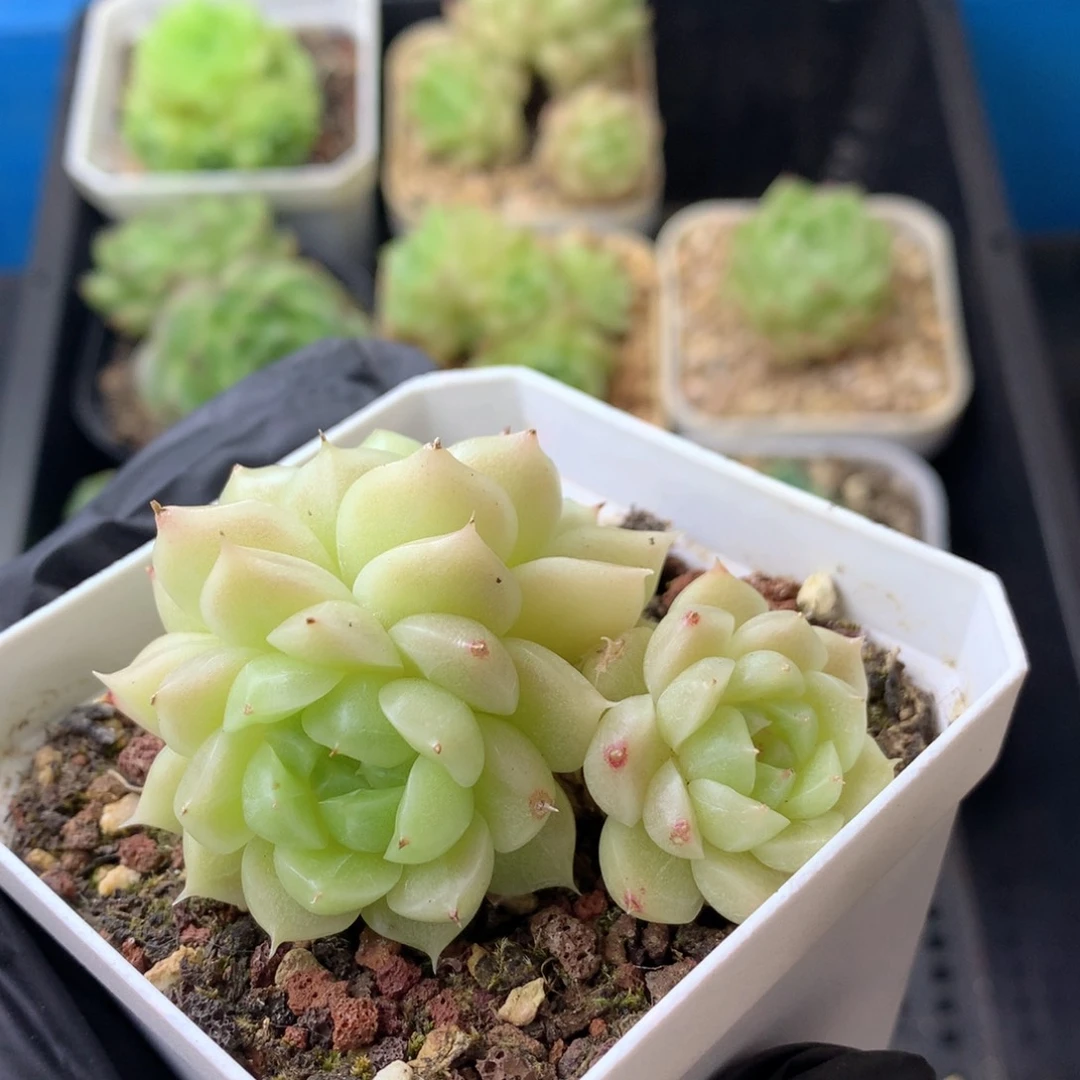 58包邮  群生不包整 140