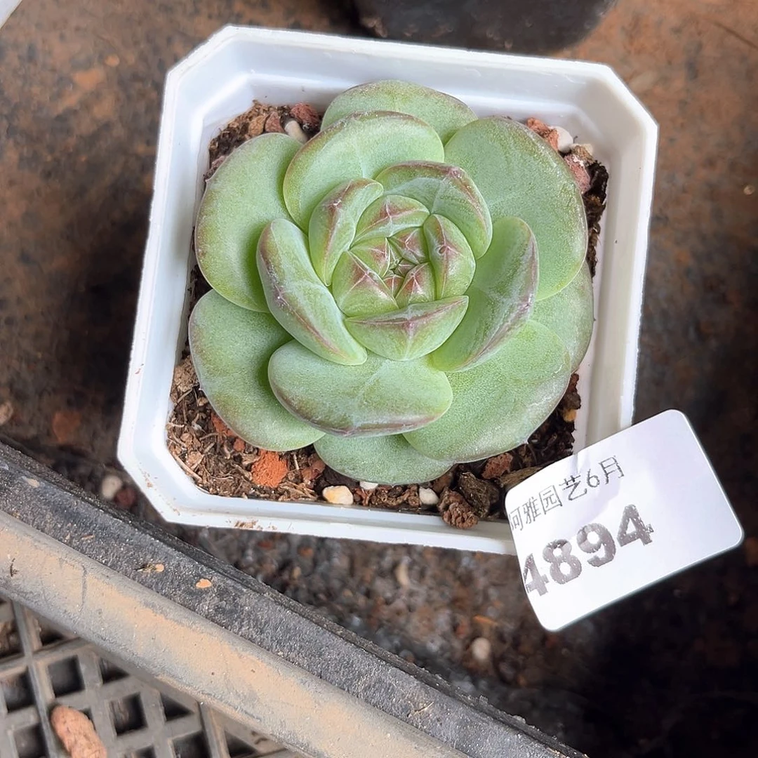 落***梅阿雅园艺。    4894