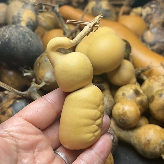 d****i葫芦葫芦葫芦葫芦