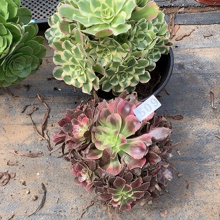 多肉植物2个509号445号