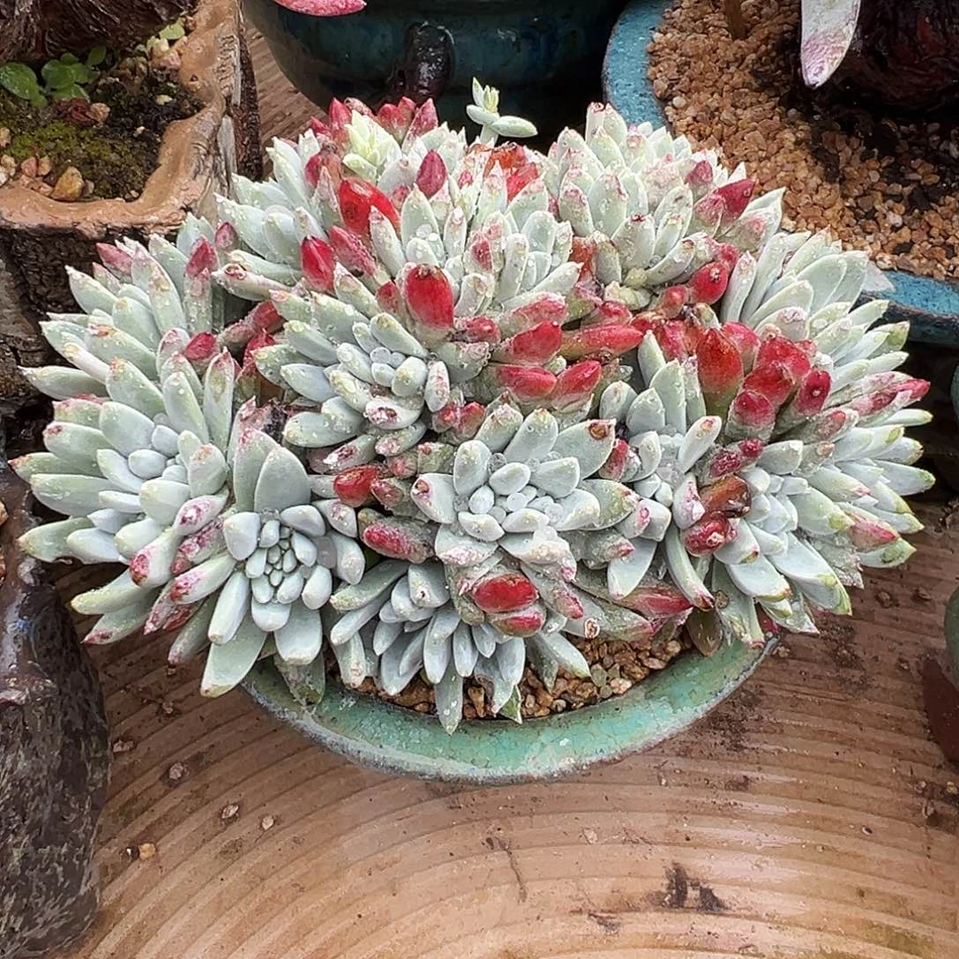 7721白菊杂交缀化仙女杯