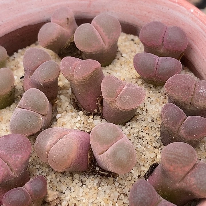 双头日系红网格风铃一颗