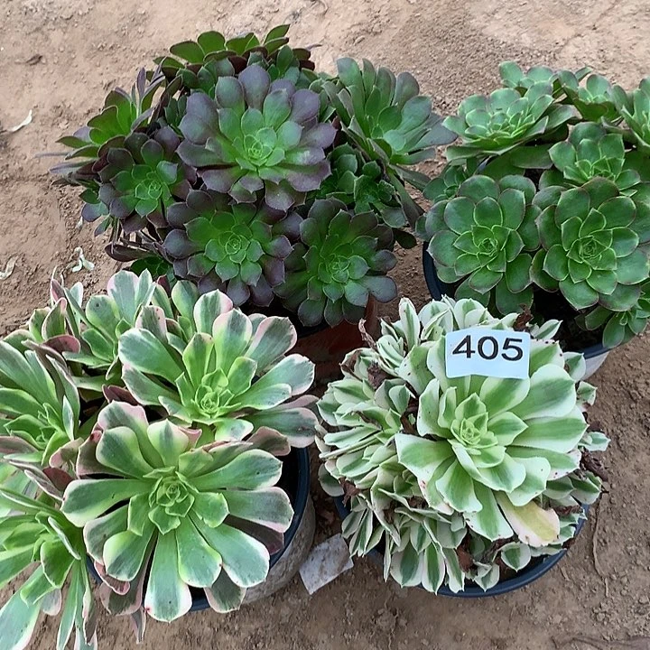 无花朵405四颗多肉植物组合