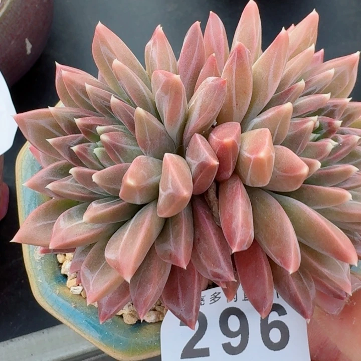 幻影         精控精养多肉植物