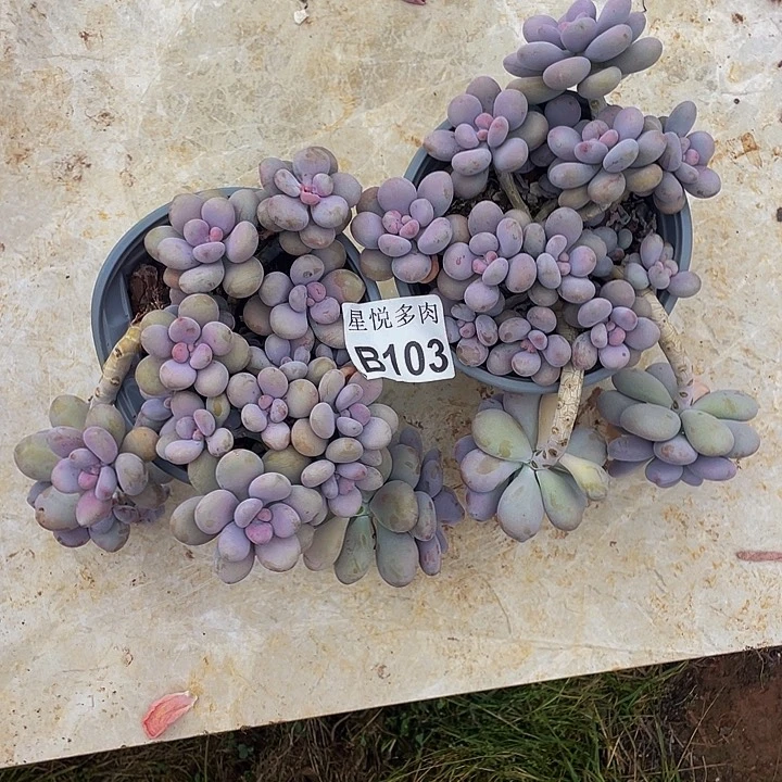 发***哈星悦多肉 B103