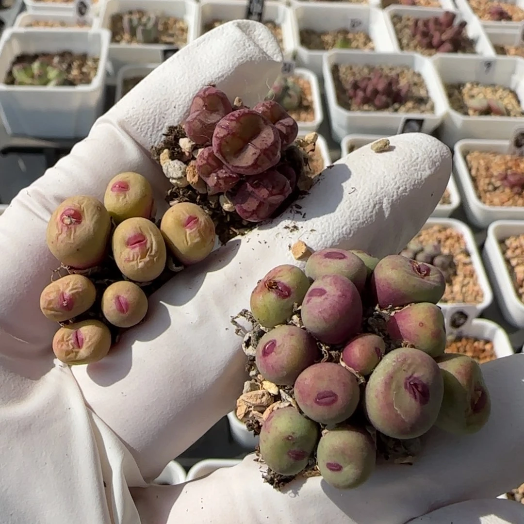 A***e5-26当天满38包邮红嘴 猴脸