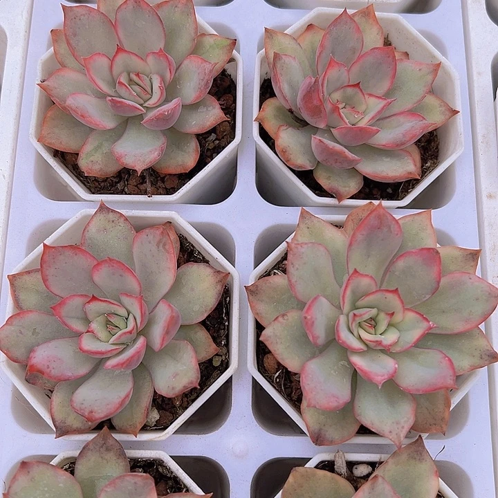 月光女神锦带盆多肉