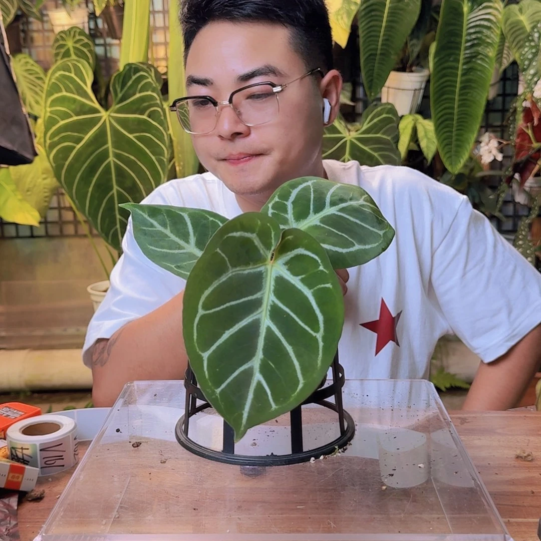 何***林完全开放一物一拍V147
