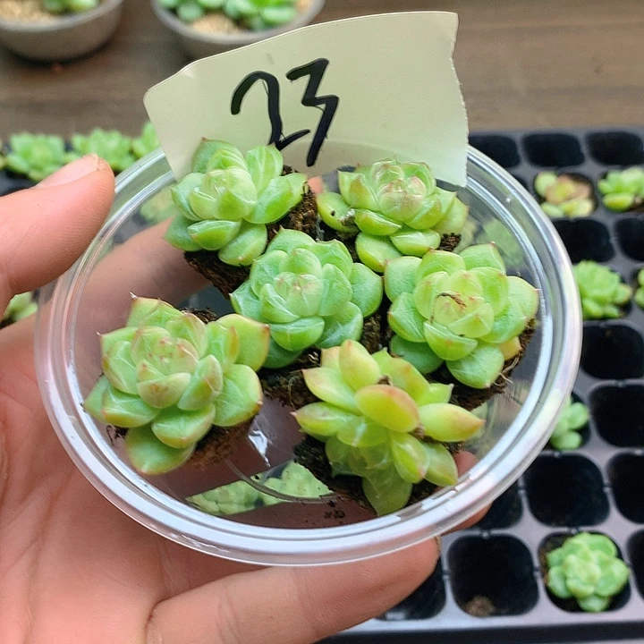 25珍妮多肉珍妮多肉