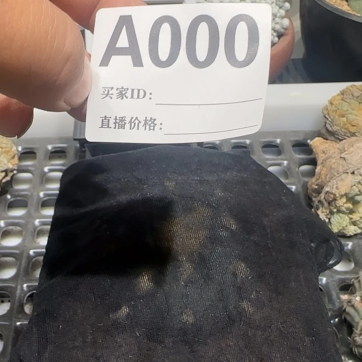 好***鱼实生仙人球特价一颗