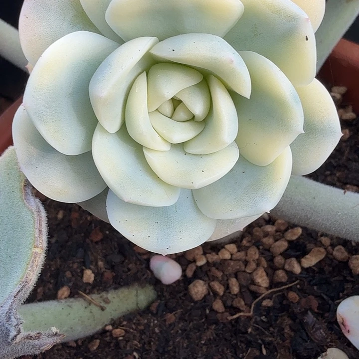 冰玉锦多肉锦植物