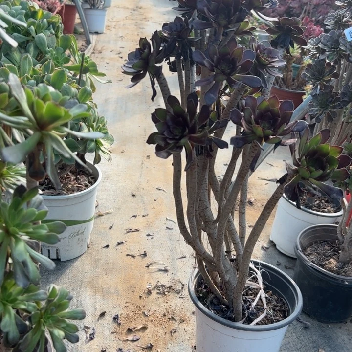 66黑法师多肉多肉多肉