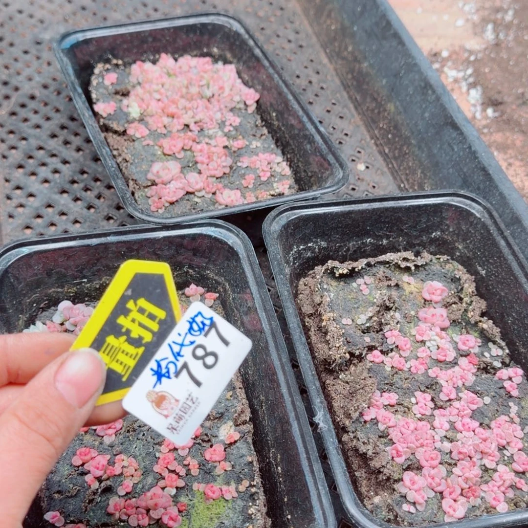 多肉植物多肉植物