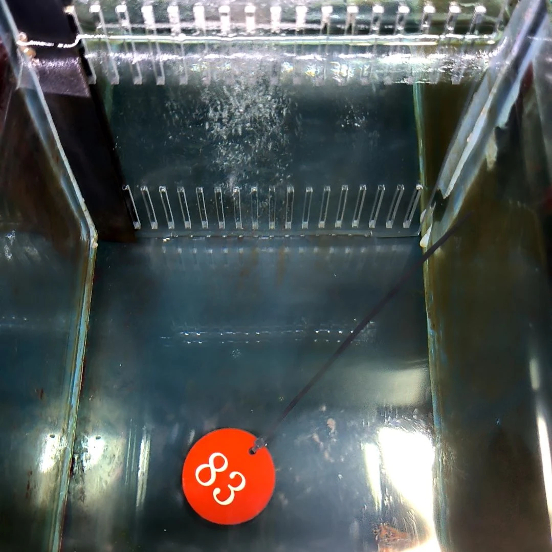 海水鱼象鼻狮7+/瑕疵无售后/6-66-83