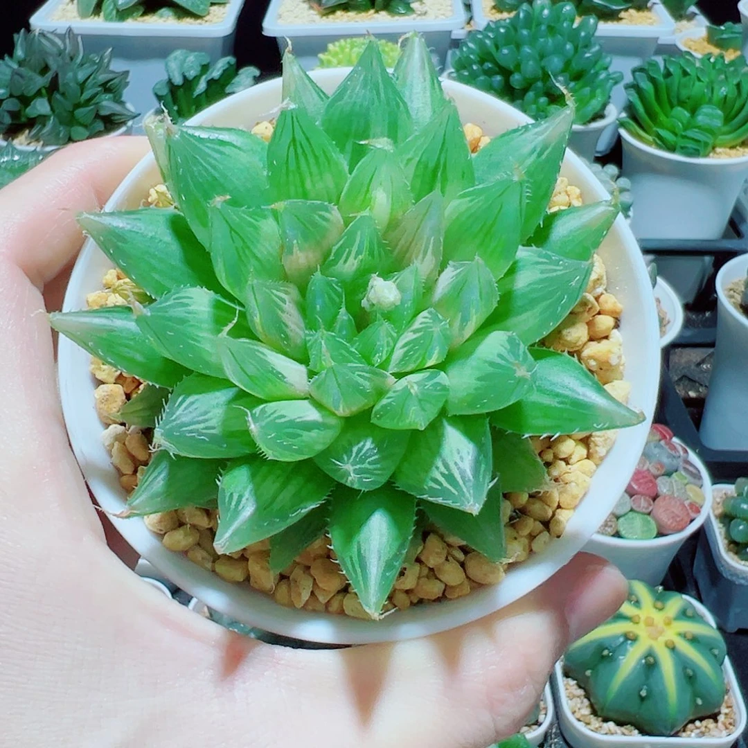 福利，大号水晶掌，8.8