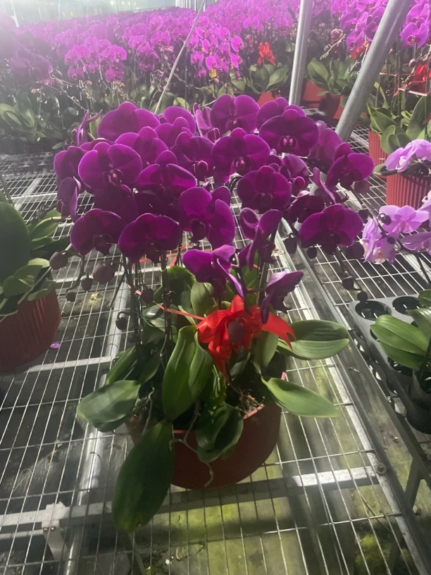 蝴蝶兰大辣椒福利款组盆