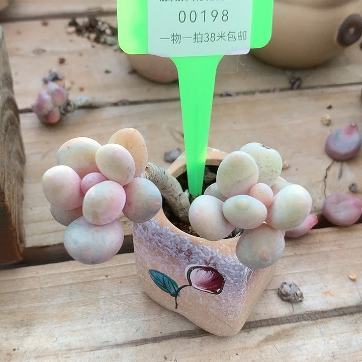 二****00198薄雾了烤鱼小雨