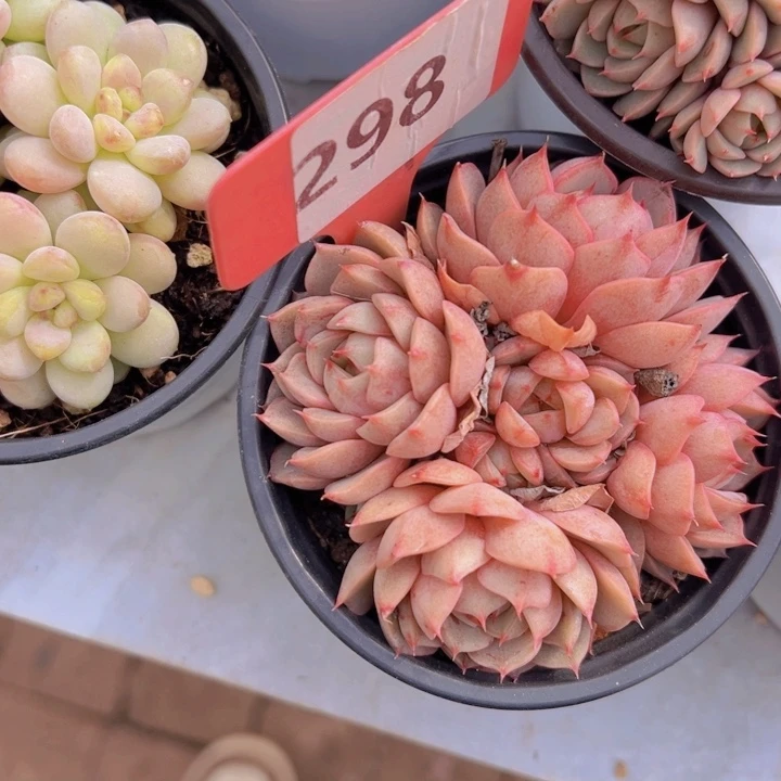 健健康康平平安安