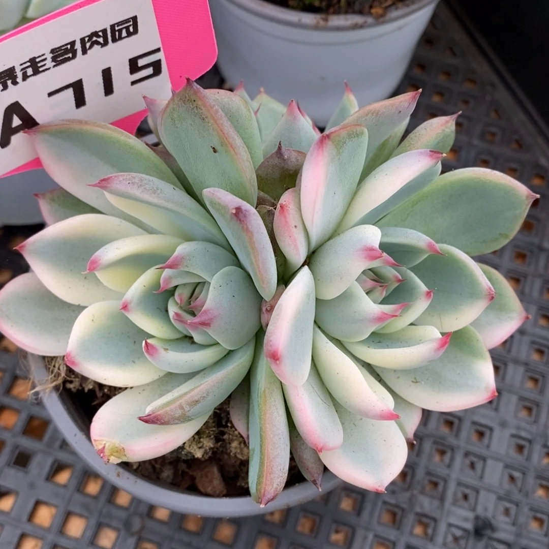 715三头覆轮吉娃娃锦锦锦锦
