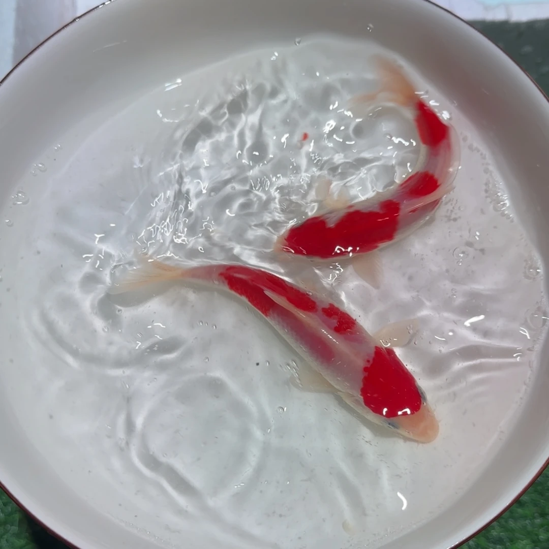 锦鲤锦鲤 观赏鱼锦鲤