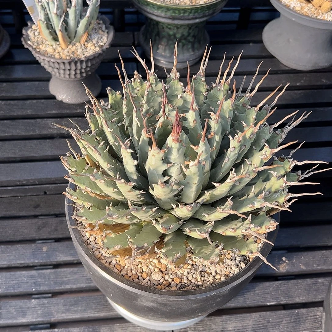 凯***哥无花朵妖炎脱土发 有断刺