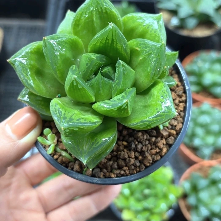 宝草玉露多肉植物