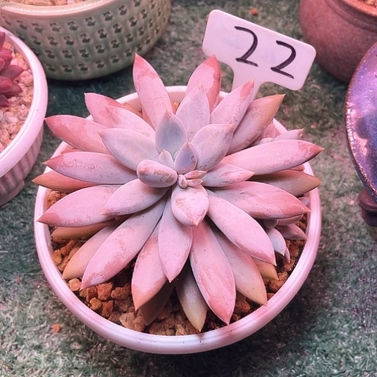 哥特22号码牌子的话题了