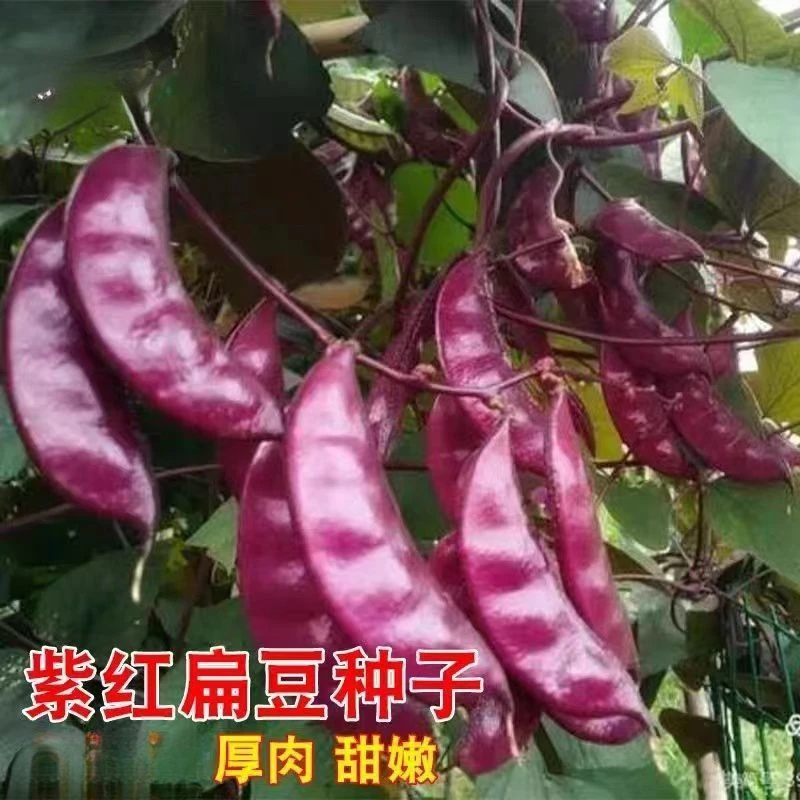 紫红眉豆种子紫眉豆早熟豆角红肉紫扁豆梅豆种籽爬藤蔬菜瓜果种子