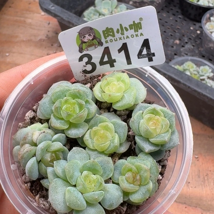 多肉植物多肉植物