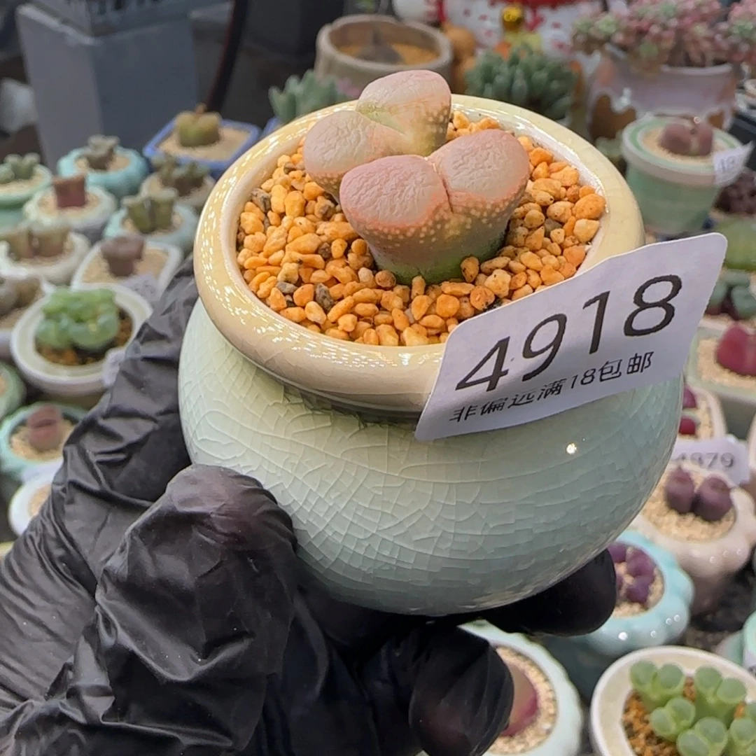 4918--一物一拍 带盆