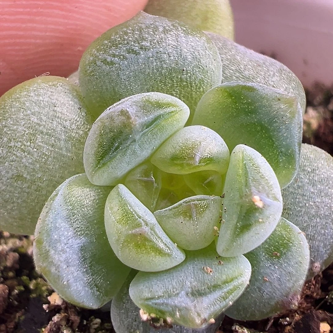 三头风花雪月清。