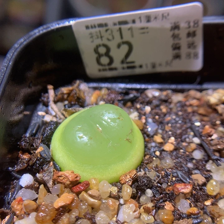 精品生石花311.82