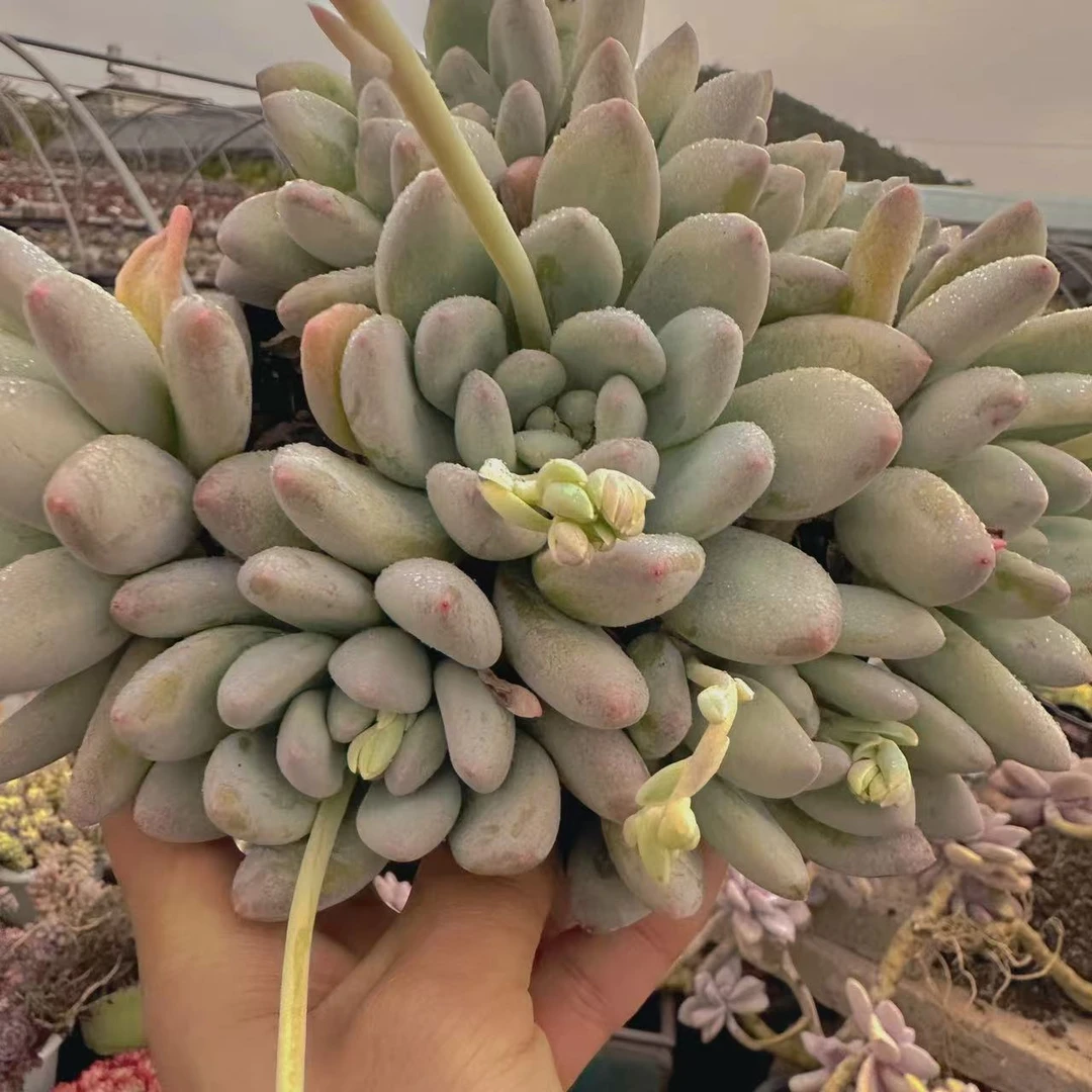 云漫多肉 盆栽香水 13-15cm左右 群生 整桩 颜色漂亮