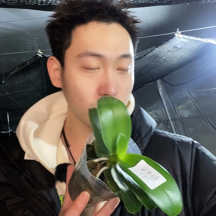 无花朵夏日黑莓蝴蝶兰