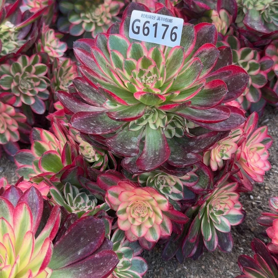 嘟*，6176荔枝多肉植物