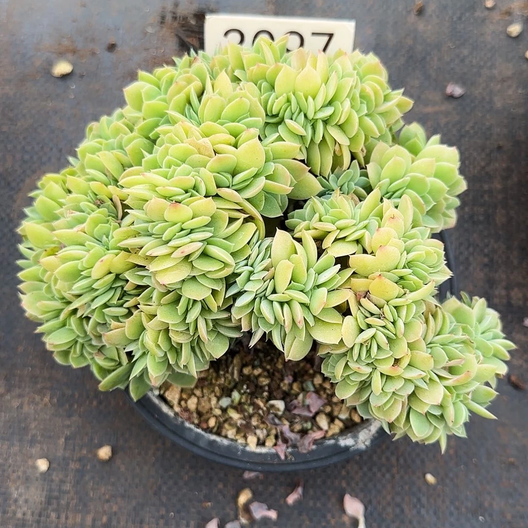 林***D3097。         星娜塔缀瑕不售后