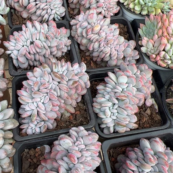 新疆包邮 粉兔缀