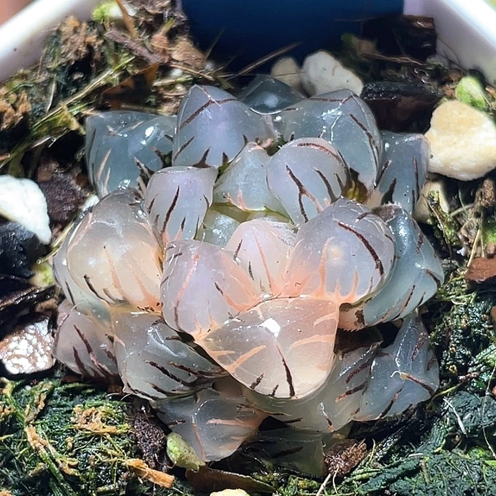 642水中月锦特选福利