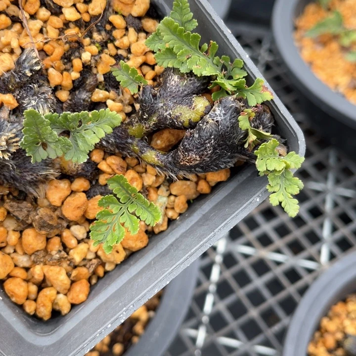 山野山野用****2山野山野的