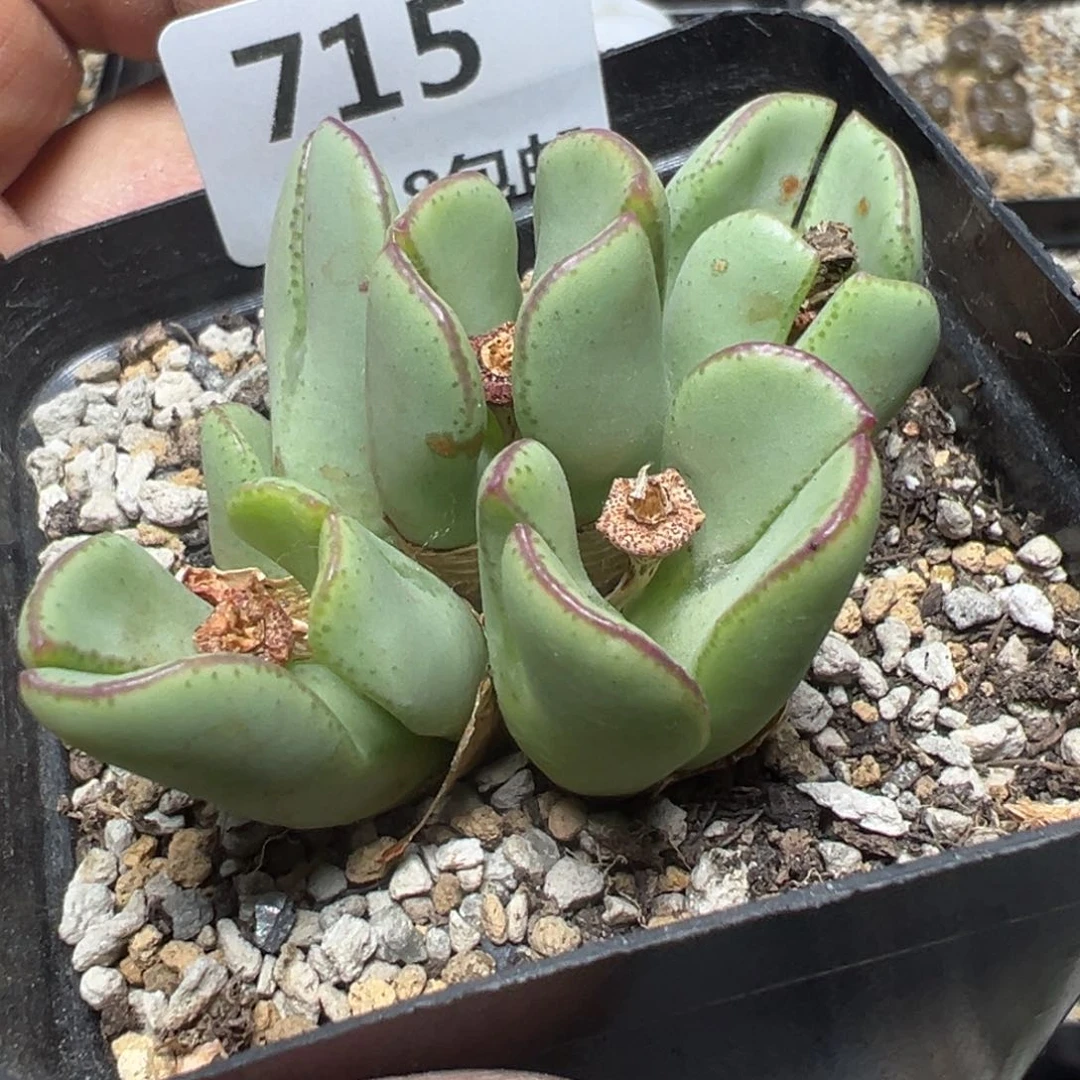 【闪购商品】 715。