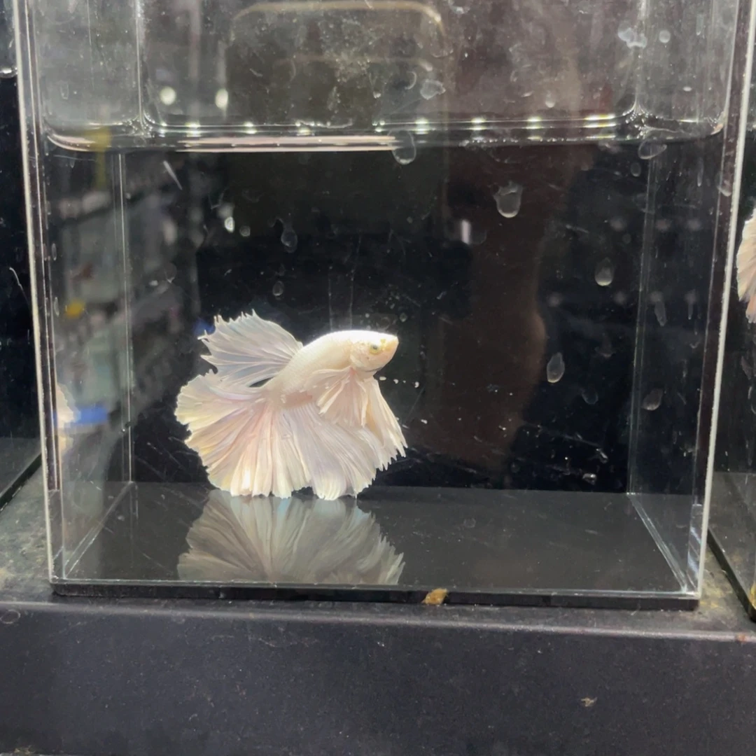 海水大耳白白婚纱 吗大大大