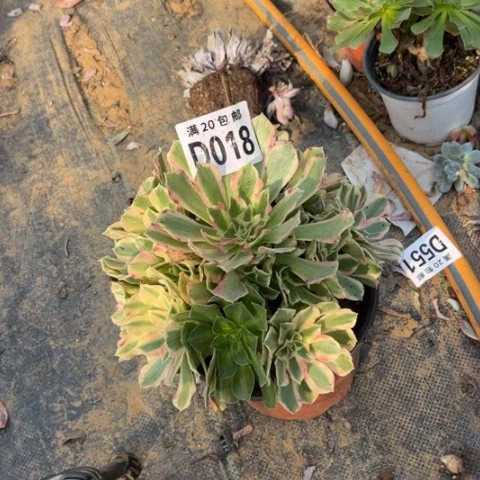 018布加迪不包断枝