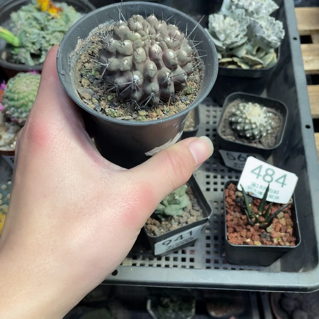 天星丸（满18包邮）