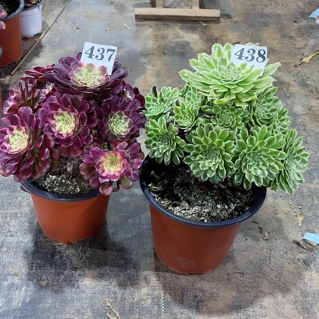 @*妹碧浪组合437-438多肉法师植物