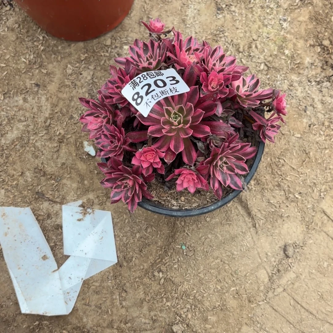 R. 8203凤凰超白多肉，bad