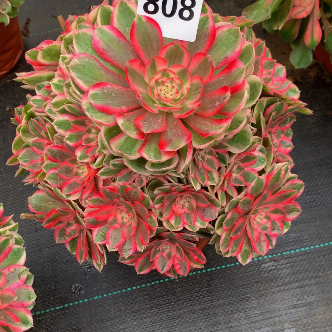 *****法师多肉植物808半糖