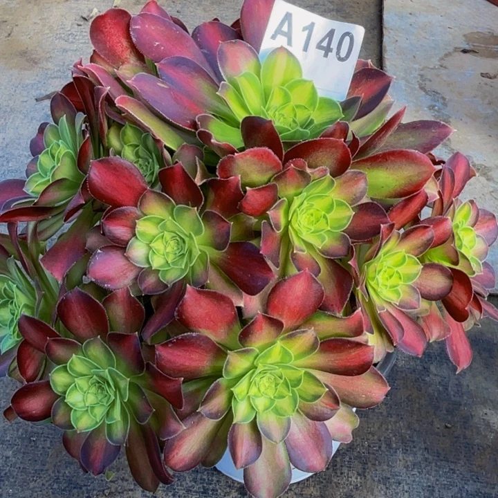 少华140福利出了