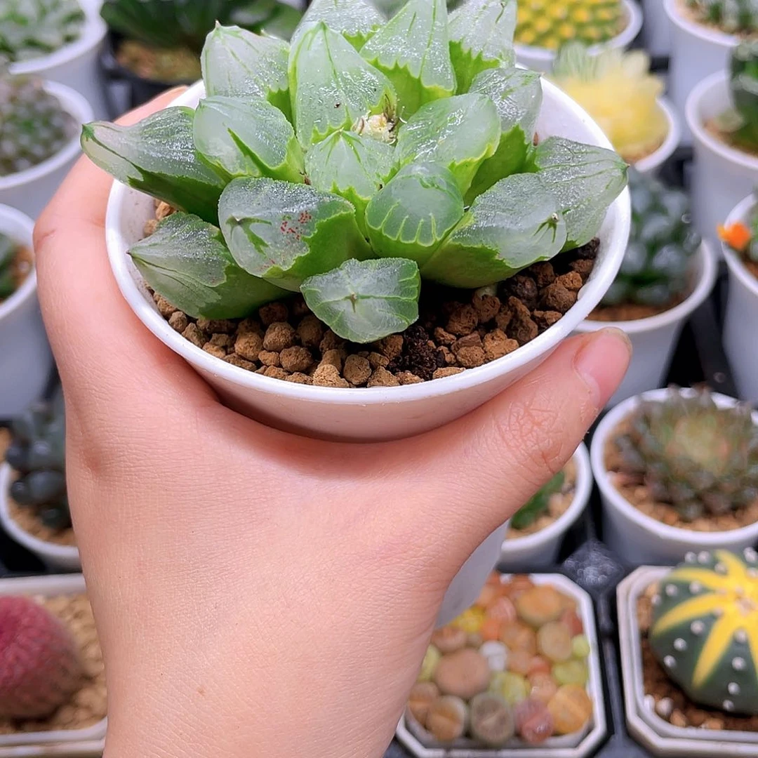 母本冰城寿，原盆