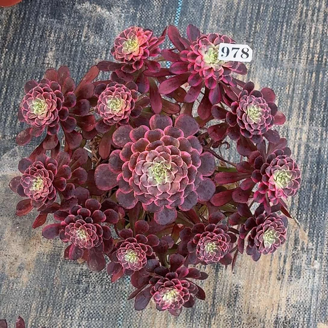 f****g978水墨画啊半木质桩多肉植物